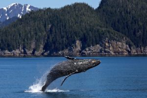 humback whale jumping from water in Prince Rupert