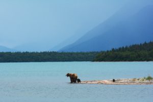 Mama bear and cubs on Prince Rupert coast